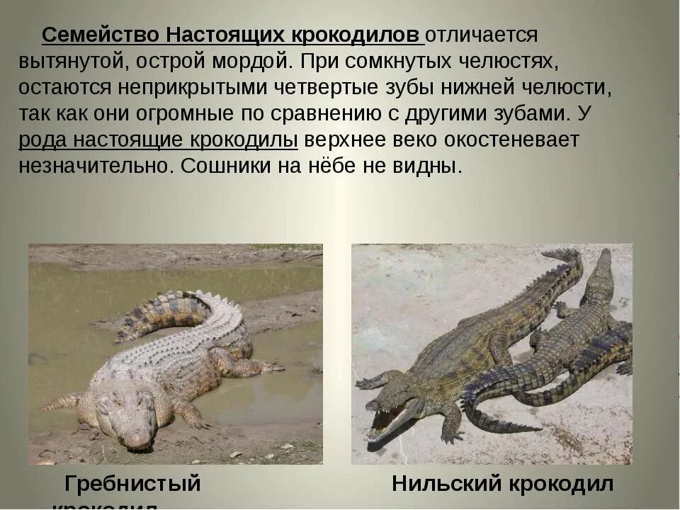 К какому отряду относится крокодил. Отряд крокодилы. отряд крокодилы презентация. отряд крокодилы представители. семейства отряда крокодилов.