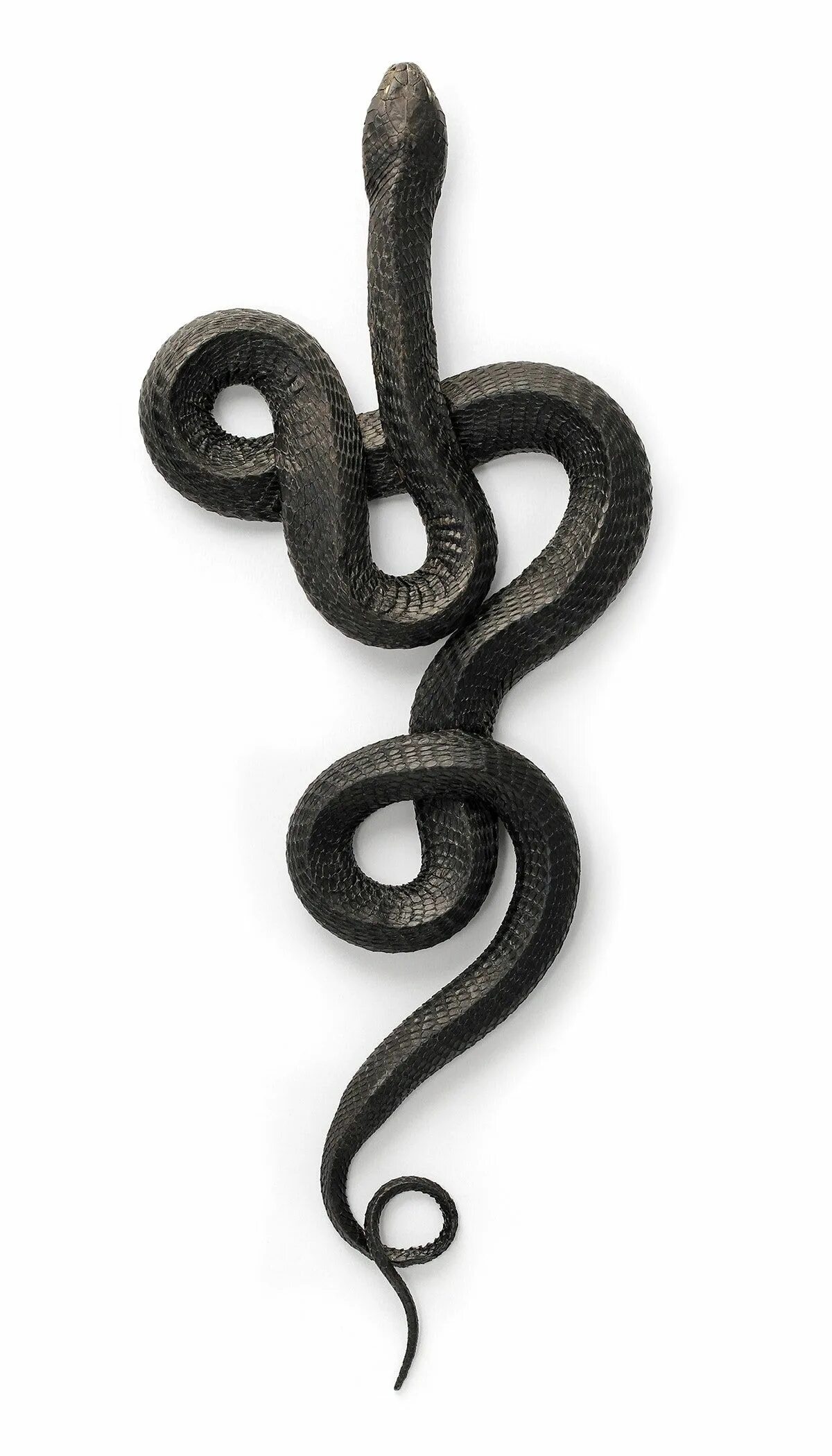 Что означает черная змея. Блейк Снейк чёрная змея. Змея уползает. Змея извивается. Змея сверху.