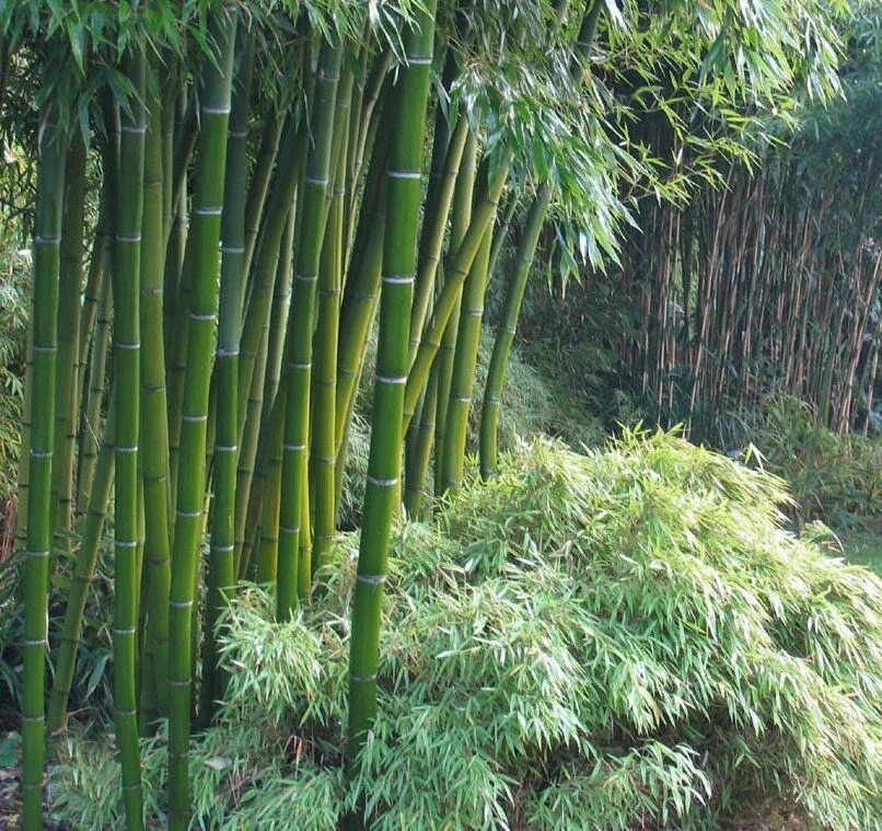 Бамбук это растение. Бамбук листоколосник. Phyllostachys pubescens. Phyllostachys Moso. Бамбук Мосо морозостойкий.