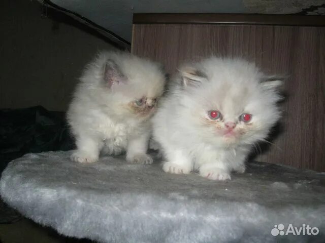 Авито березники кошки. Котята британские плюшевые. Авито березники кошки. Авито березники кошки. Шотландский вислоухий кот авито.