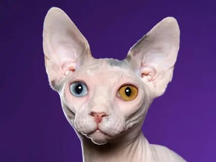 Египетские кошки лысые