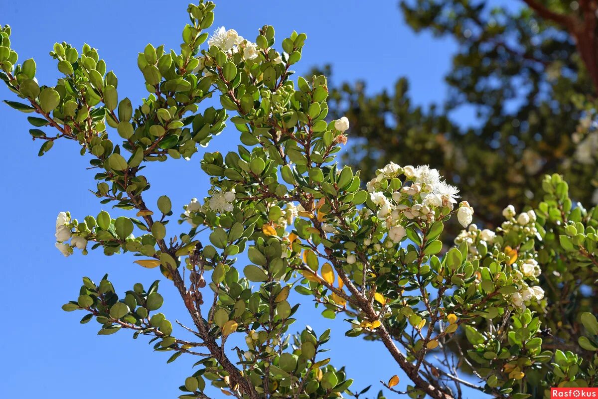 мирт обыкновенный. мирт где растет. болгарский мирт. ). мирт обыкновенный communis.