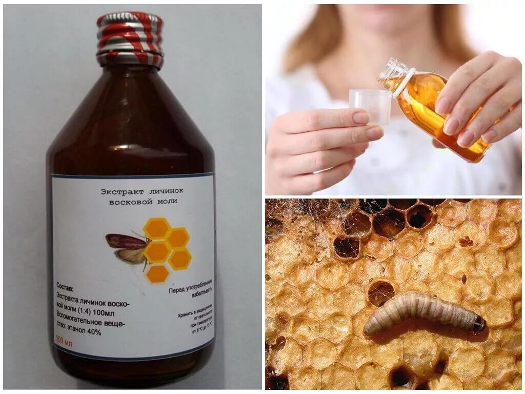Личинки восковой моли. Экстракт огневки восковой моли. Огнёвка восковая моль. Огнёвка пчелиная настойка. Личинки восковой моли.