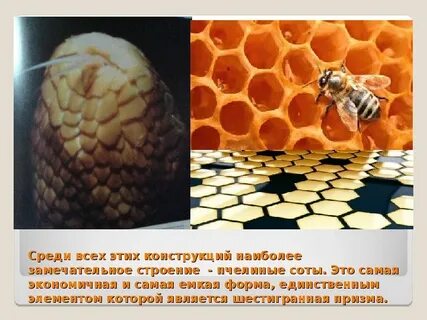 Наука изучающая пчел