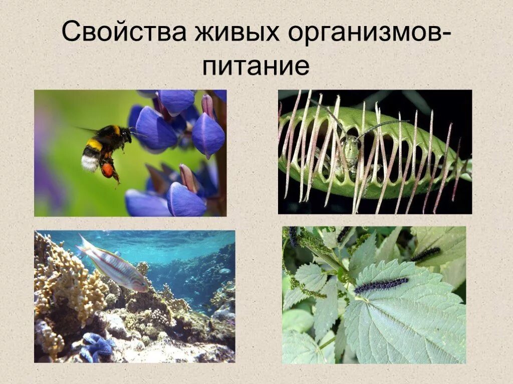 Свойства любого живого организма. Питание свойство живых организмов. Сырймтво живых организмов питание. Свойства живого питание. Свойства неживых организмов.