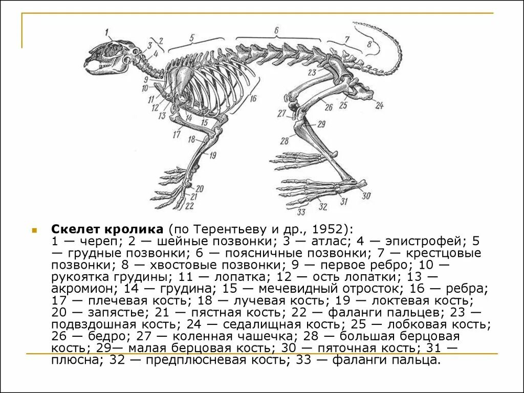 Особенности скелета кролика. Рис 152 скелет кролика. Строение кролика кости. Строение скелета млекопитающих кролика. Скелет зайца строение.