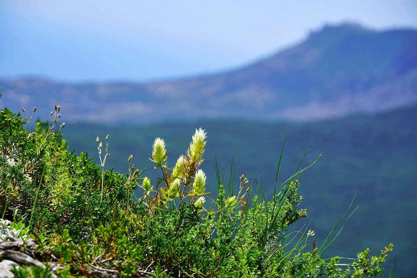 Флора Крыма Домашний турист Дзен