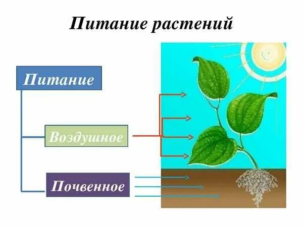 Почвенное питание и фотосинтез биология 6 класс. Схема почвенного питания растений 6 класс. Схема питания растений 6 класс биология. Таблица по биологии 6 класс питание растений.