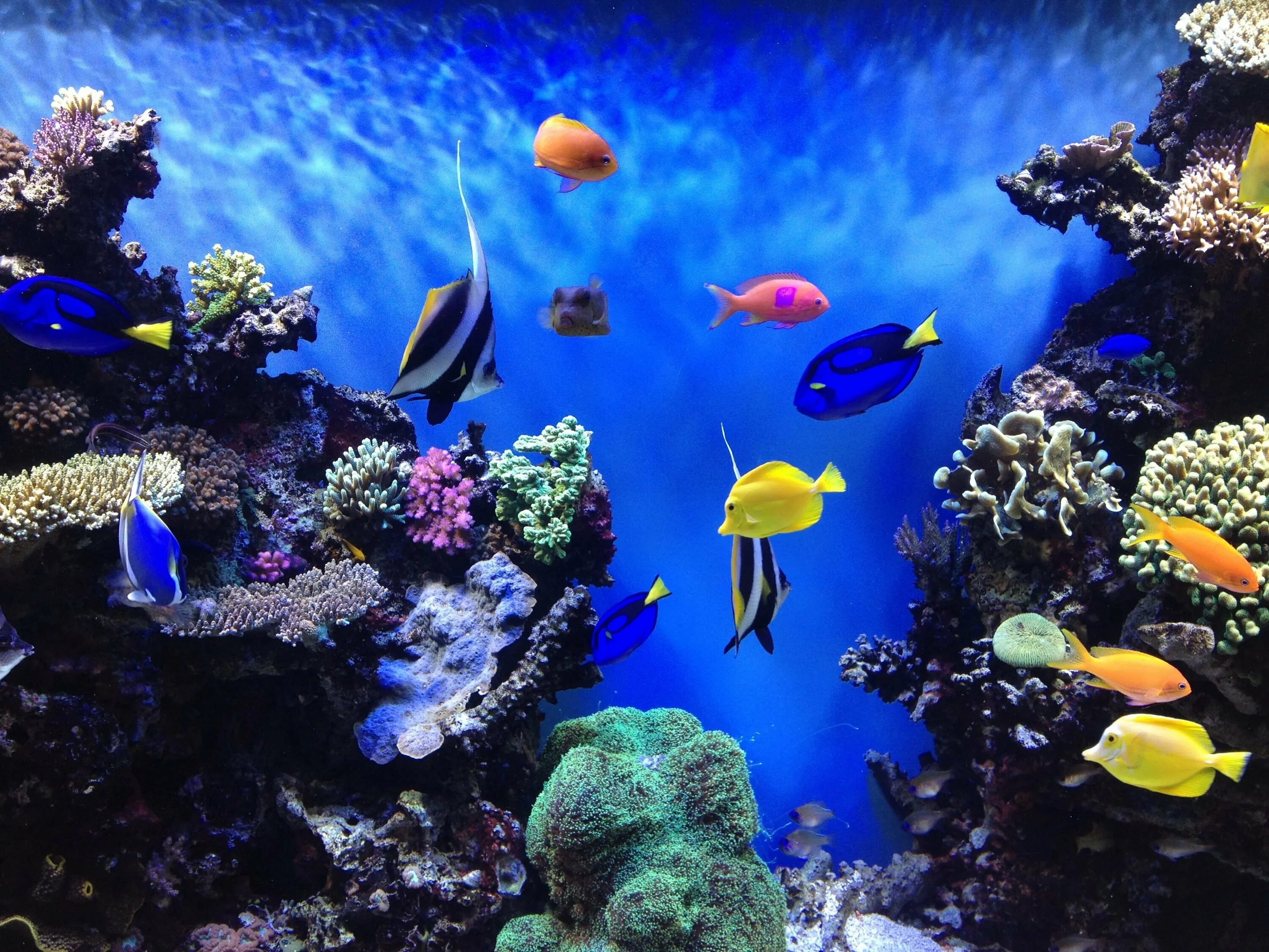 Бесплатные живые обои рыбки. Подводный мир. Рыбки для аквариума. Подводный мир аквариум. Обои аквариум.
