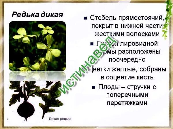 Тип корневой системы у редьки дикой. Семейство крестоцветные капуста плод. Сурепка обыкновенная систематика. Крестоцветные метелка. Корнеплоды семейства крестоцветных.
