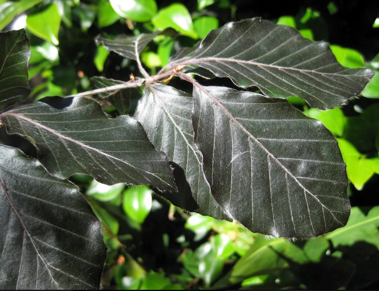 Как называется черный лист. Как называется черный лист. Клен остролистный кримсон кинг. Лист черного цвета. Лист пнд 3 мм.