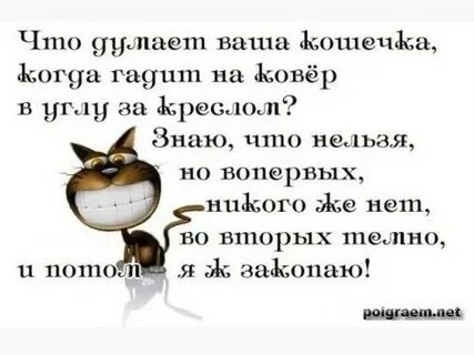 День ответов на вопросы вашей кошки