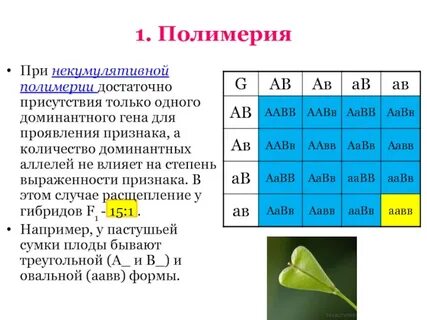 Расщепление при некумулятивной полимерии
