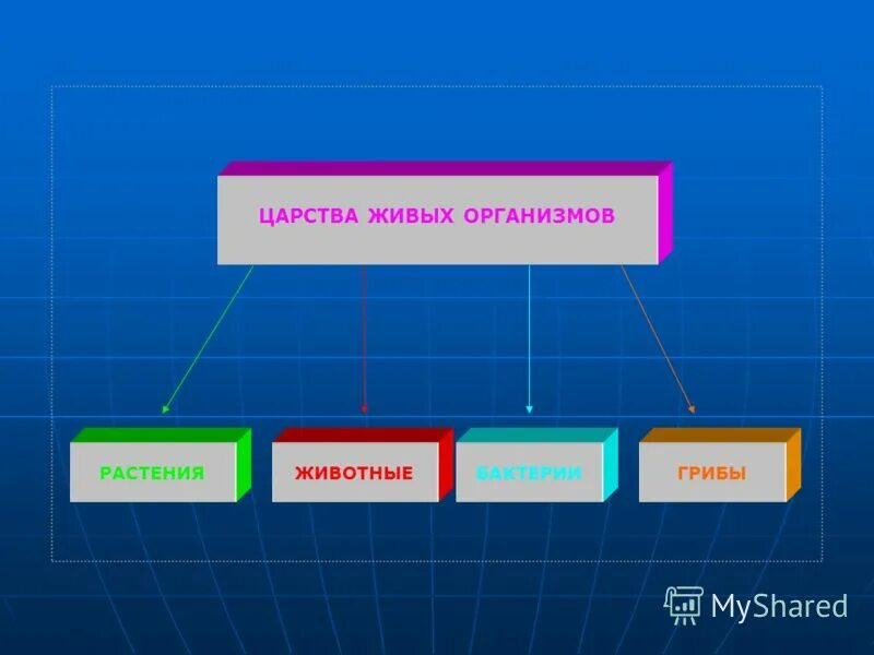 Основные царства живых организмов. Современные царства живых организмов.