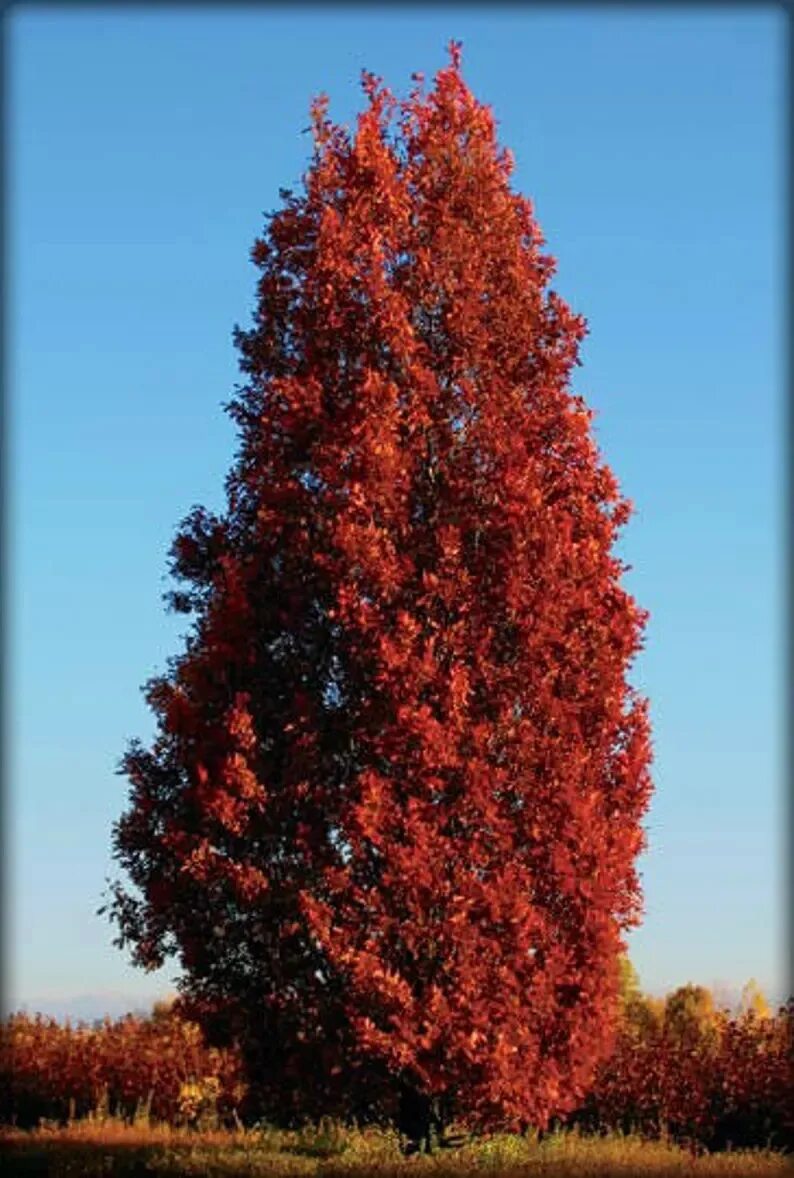 Дуб черешчатый Quercus Robur 'Fastigiata'. Дуб черешчатый Fastigiata. Дуб черешчатый "Фастигиата" (Quercus Robur "Fastigiata"). Дуб красный Фастигиата. Красно черешчатый дуб
