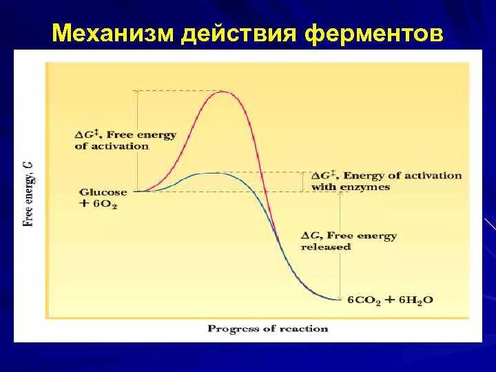 Этапы действия ферментов. Механизм действия ферментов. Механизм действия ферментов энергия активации. Ферменты график. График действия ферментов.