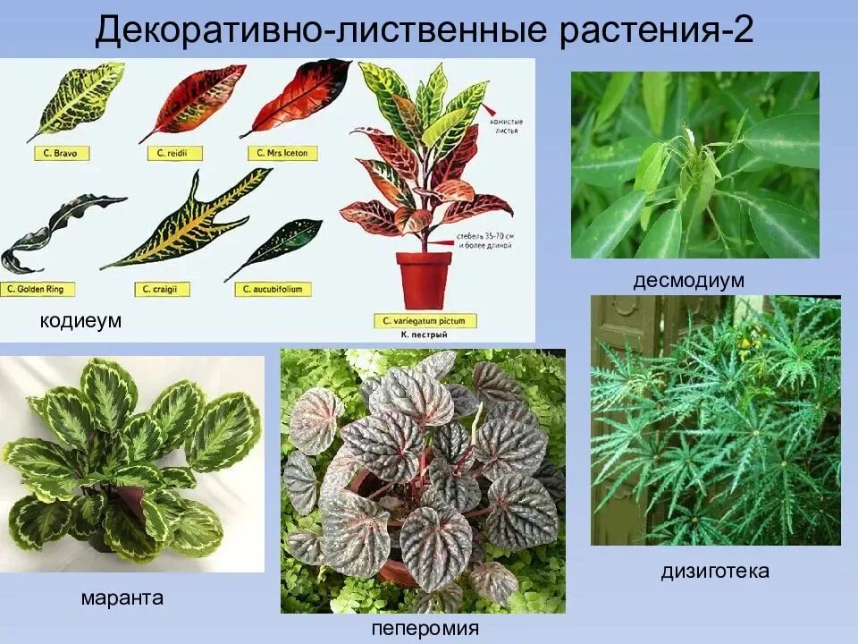 Дкоративнолиственные растения. Декоративно лиственные растения. Растения декоративнолисьвенные. Домашние цветы лиственные. Название декоративно лиственных комнатных растений