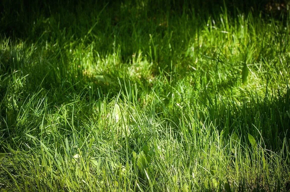 Трава в полный рост. Трава. Зеленая трава. Зеленый газон. Grass трава.