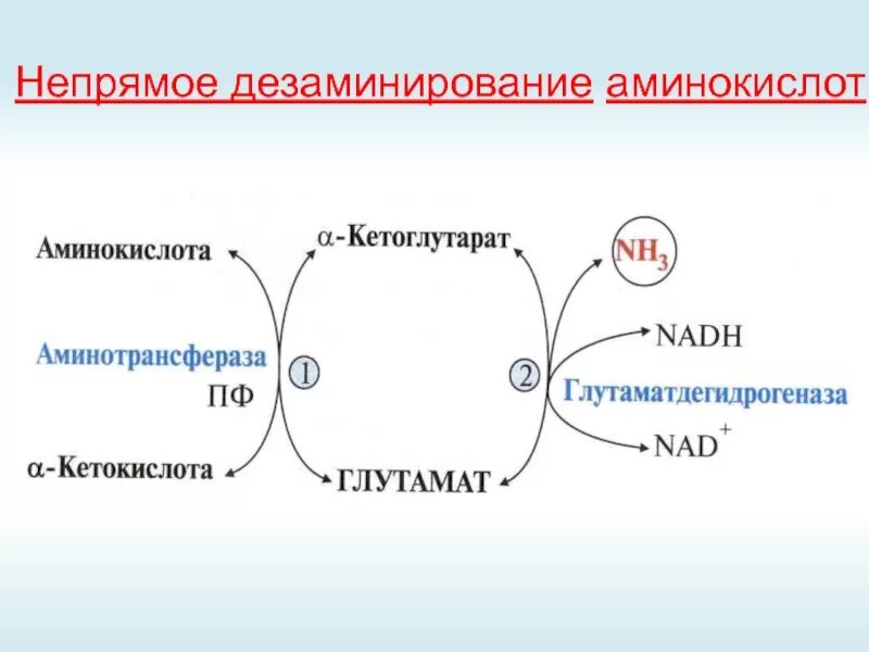 Непрямое окислительное дезаминирование. Непрямое дезаминирование глутамата. Непрямое дезаминирование аминокислот. Непрямое окислительное дезаминирование аминокислот.