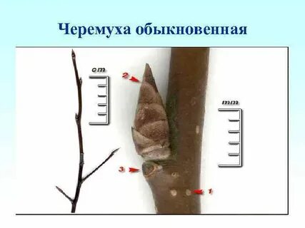 Обычный побег