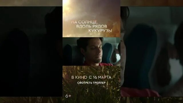 Вдоль кукурузы на солнце 2025. Вдоль кукурузы на солнце 2025