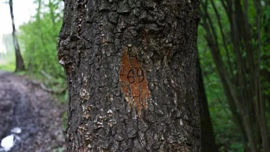 красная лента на дереве в лесу. метки в лесу. пометки на деревьях в лесу. пометки на деревьях в лесу.