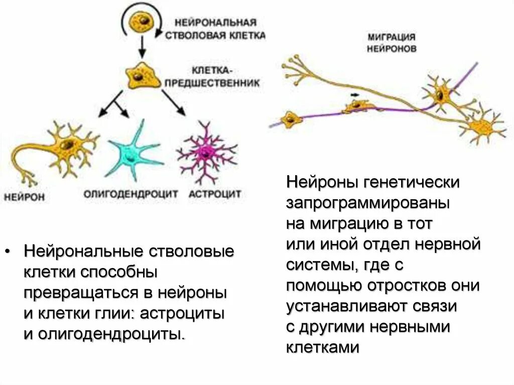 Осуществляет связь между нейронами какой нейрон. Нейрональные стволовые клетки. Нейрональная стволовая клетка. Клетки глии. Нейроны астроциты олигодендроциты.