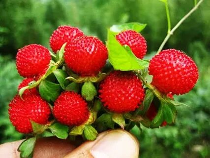 Китайская клубника