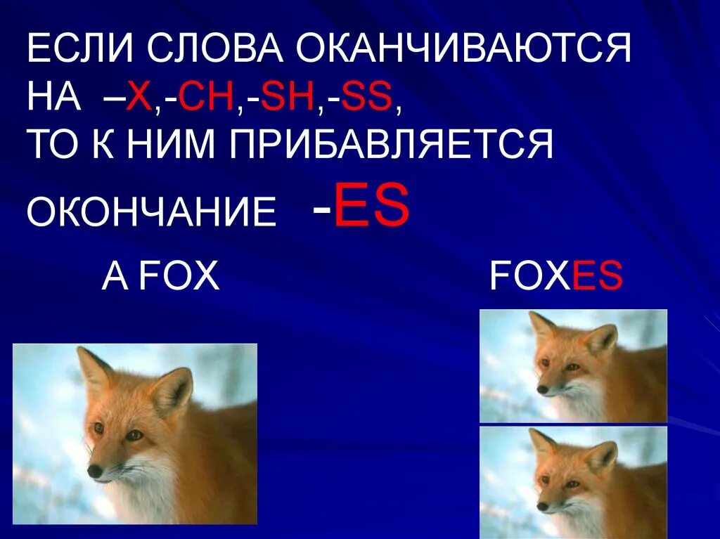 Лис множественное число. Foxво множественном числа. лисы во множественном числе на английском. fox множественное число. foxis во множественном числе.