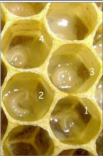 Трехдневный расплод пчел. Яйца пчел расплод матка. Суточный расплод пчел.