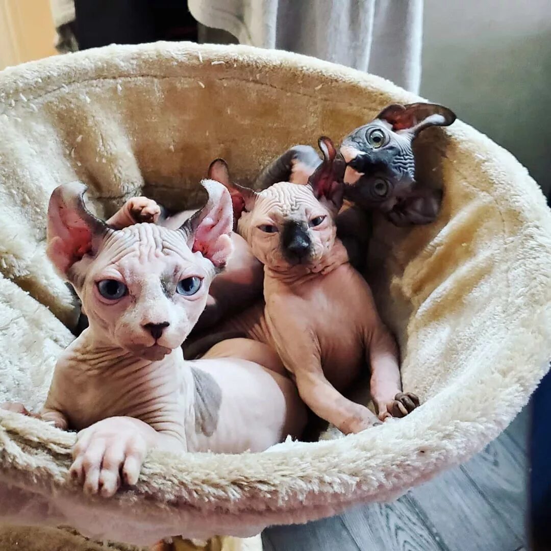 Котята эльфы