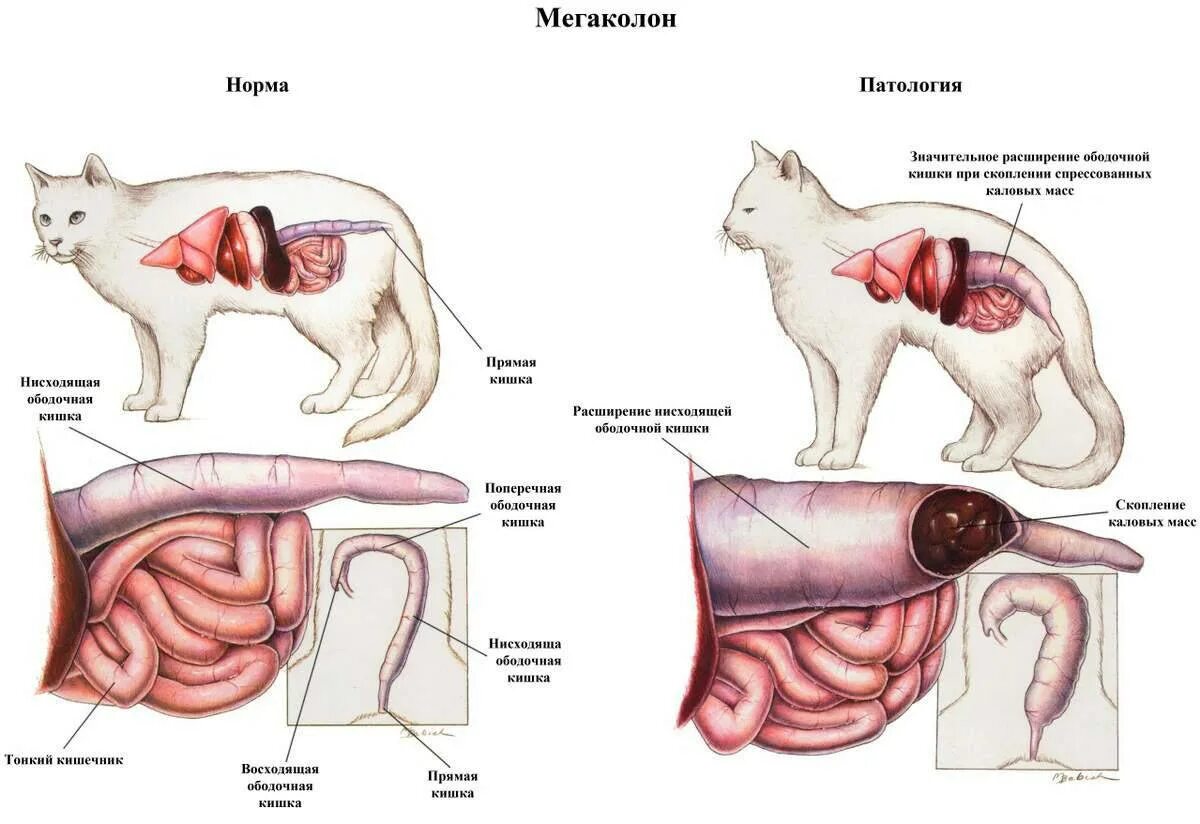 Печень симптомы котам. Кишечник котенка строение. Ободочная кишка у кошки анатомия. Двенадцатиперстная кишка у кошек.