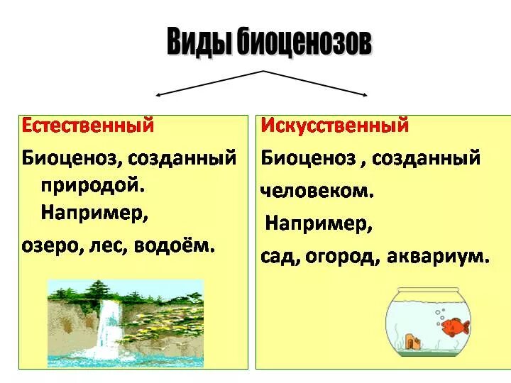 Естественные и искусственные биоценозы. Естественные и искусственные экосистемы. Виды биоценоза. Типы биоценозов.