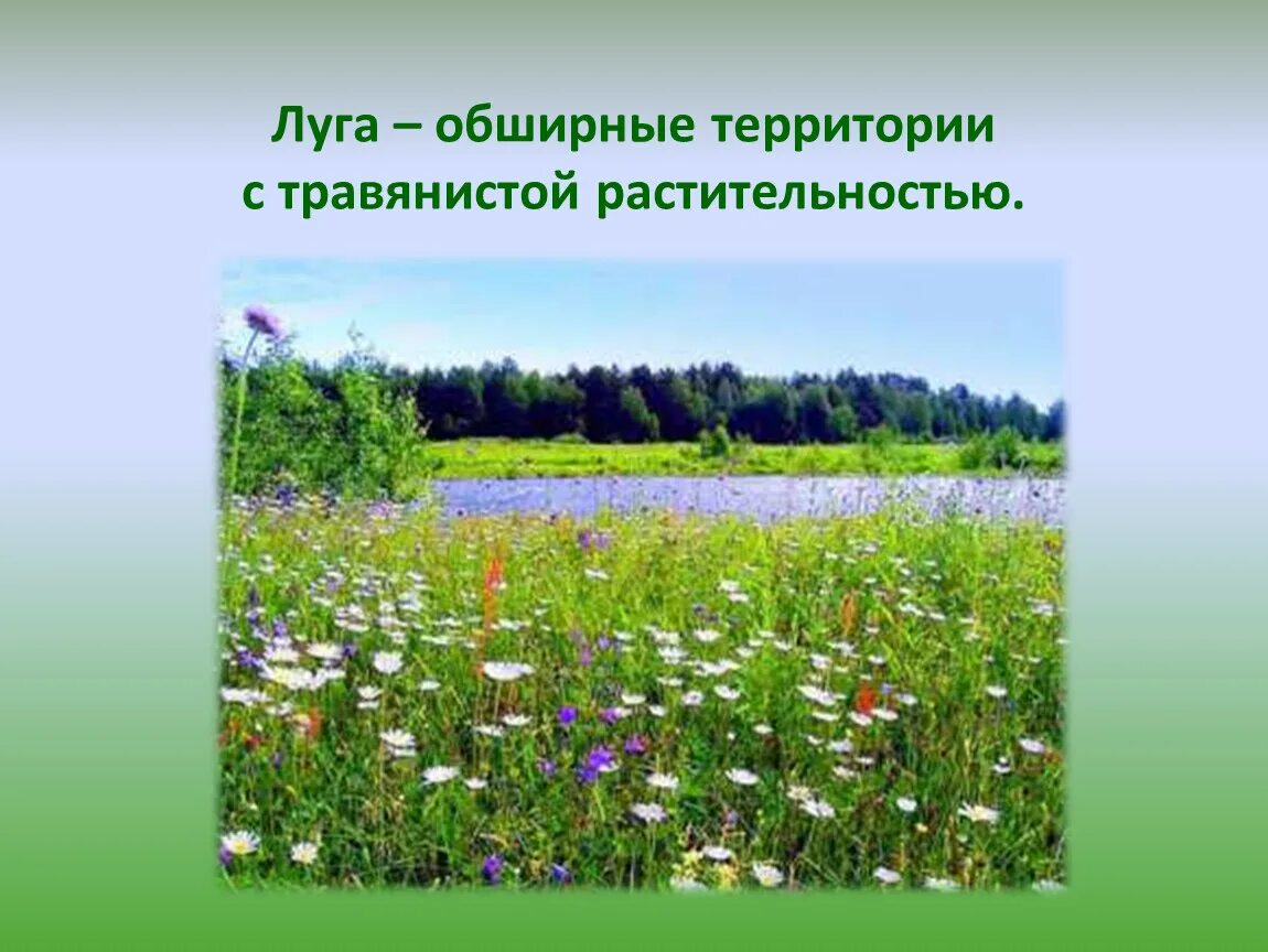 На лугу можно увидеть. Природное сообщество луг. Луг окружающий мир. Природное сообщество Лу. Жизнь Луга.