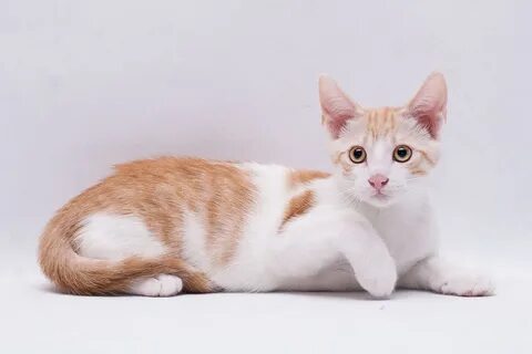 Марик 2