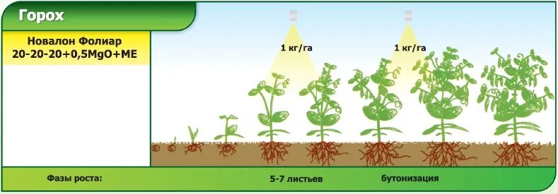развитие роста гороха. стадии роста гороха. фазы развития гороха посевного. цикл жизни гороха. этапы роста гороха.
