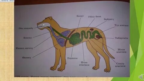 Колледж жатақханасында топтық студенттік порно