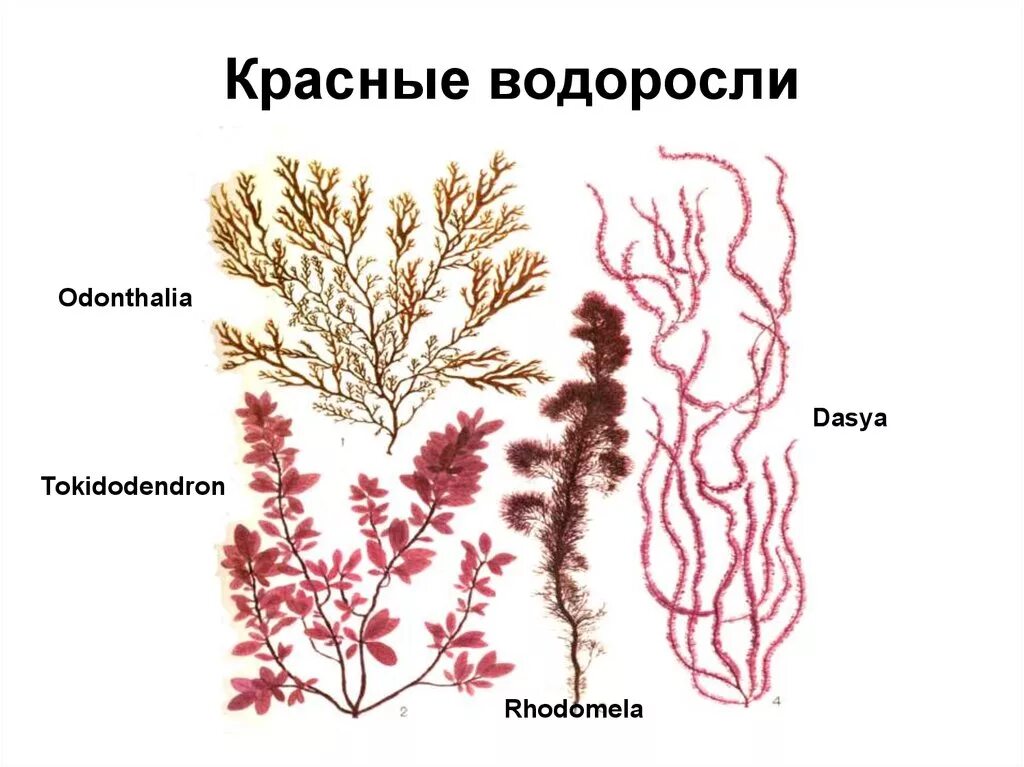 Порфира водоросль и Филлофора. Красные водоросли Одонталия. Отдел красные водоросли багрянки представители. Строение слоевища красных водорослей. 2 название красных водорослей