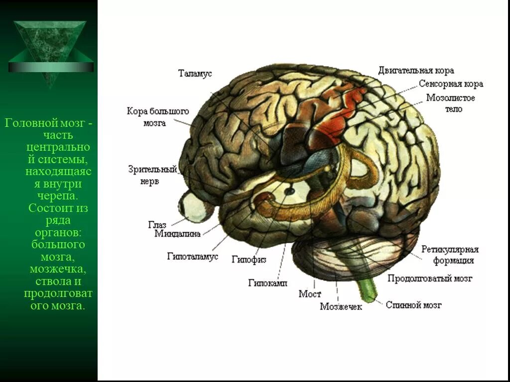 Мозг анатомия ЦНС. ЦНС головной мозг. Центральная часть мозга. Структура ЦНС.
