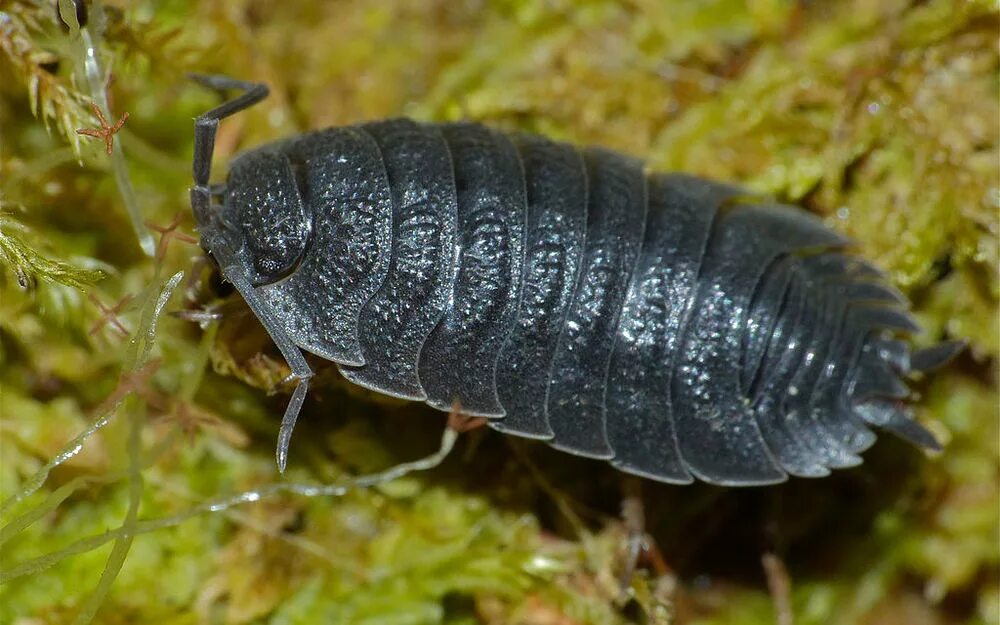 Мокрицы Porcellio. Мокрица шероховатая (Porcellio scaber). Мокрица Жук. Мокрица Крымская.