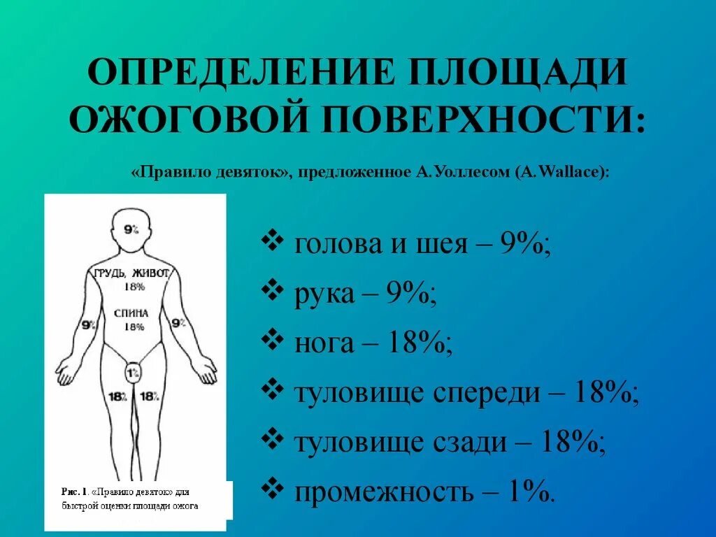 Площадь поражения при ожогах