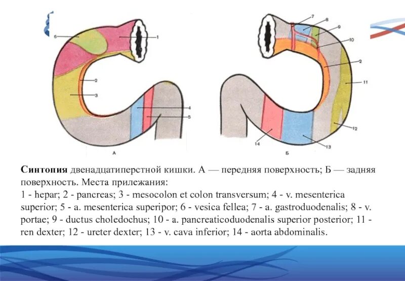 Топография 12 перстной кишки синтопия. Скелетотопия двенадцатиперстной кишки. Топографическая анатомия желудка и 12 перстной кишки. Топография 12 перстной кишки топографическая анатомия.