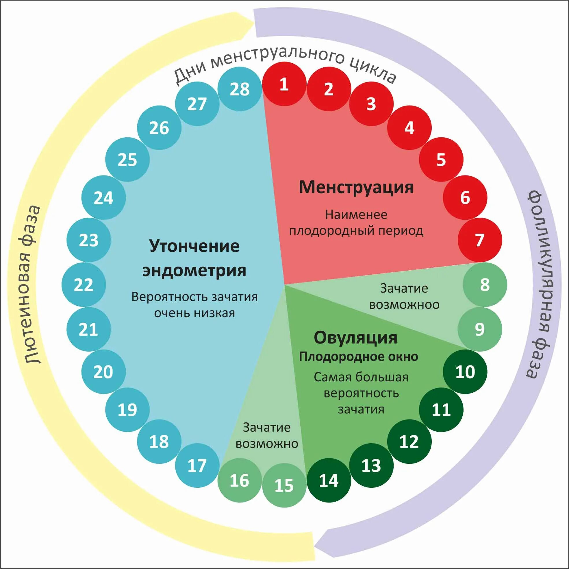 Что такое окно фертильности простыми словами. Календарный метод предохранения. Фертильные дни и овуляция. Что такое окно фертильности простыми словами. Фертильные дни.