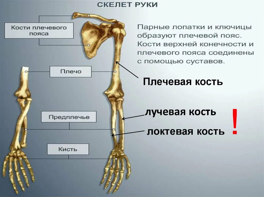 Лучевая кость на руке анатомия. Лучевая кость руки строение. Локтевая и лучевая кость анатомия правая рука. Лучевая кость строение скелета. Кости скелета рук