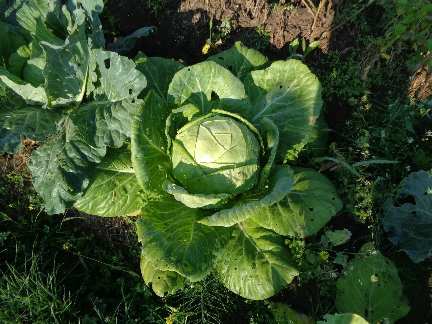 Brassica oleracea - капуста Огородная. Brassica oleracea var. Capitata. Brassica insularis. Brassica oleracea var. Ramosa. Крестоцветного растения капусты огородной