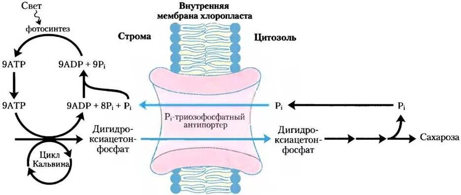 Крахмал образуется в хлоропластах. Реакция синтеза крахмала. Синтезируется крахмал. Фотосинтез сахароза. Синтез крахмала биохимия.