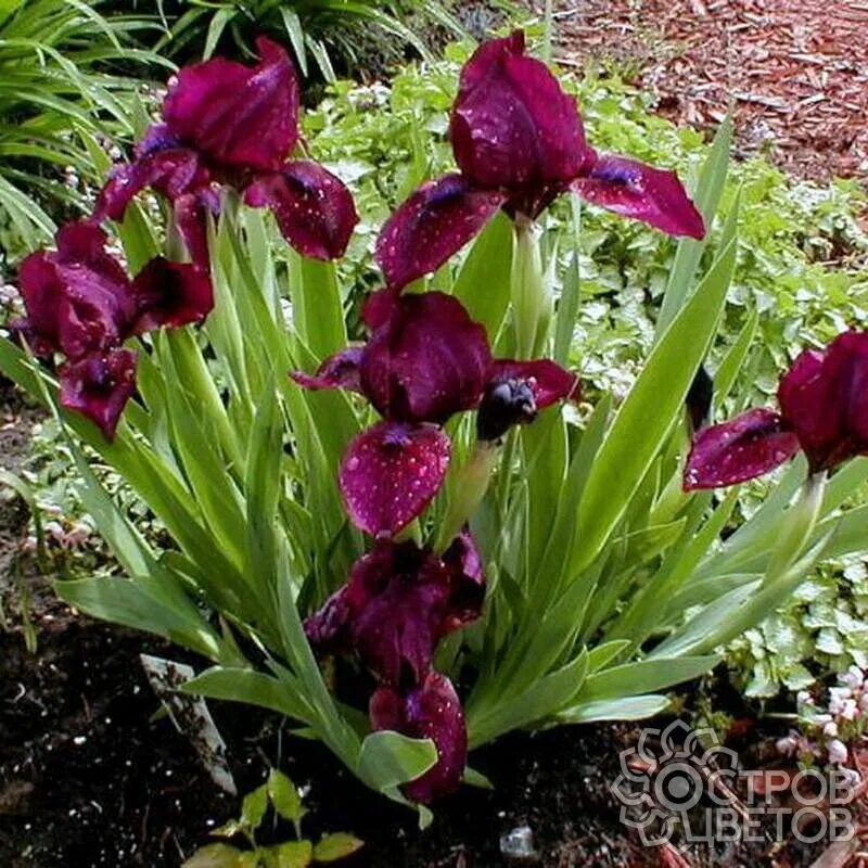 ирис карликовый черри. ирис карликовый блэк черри дилайт. ирисы гарден. ирисы гарден. ирисы гарден.