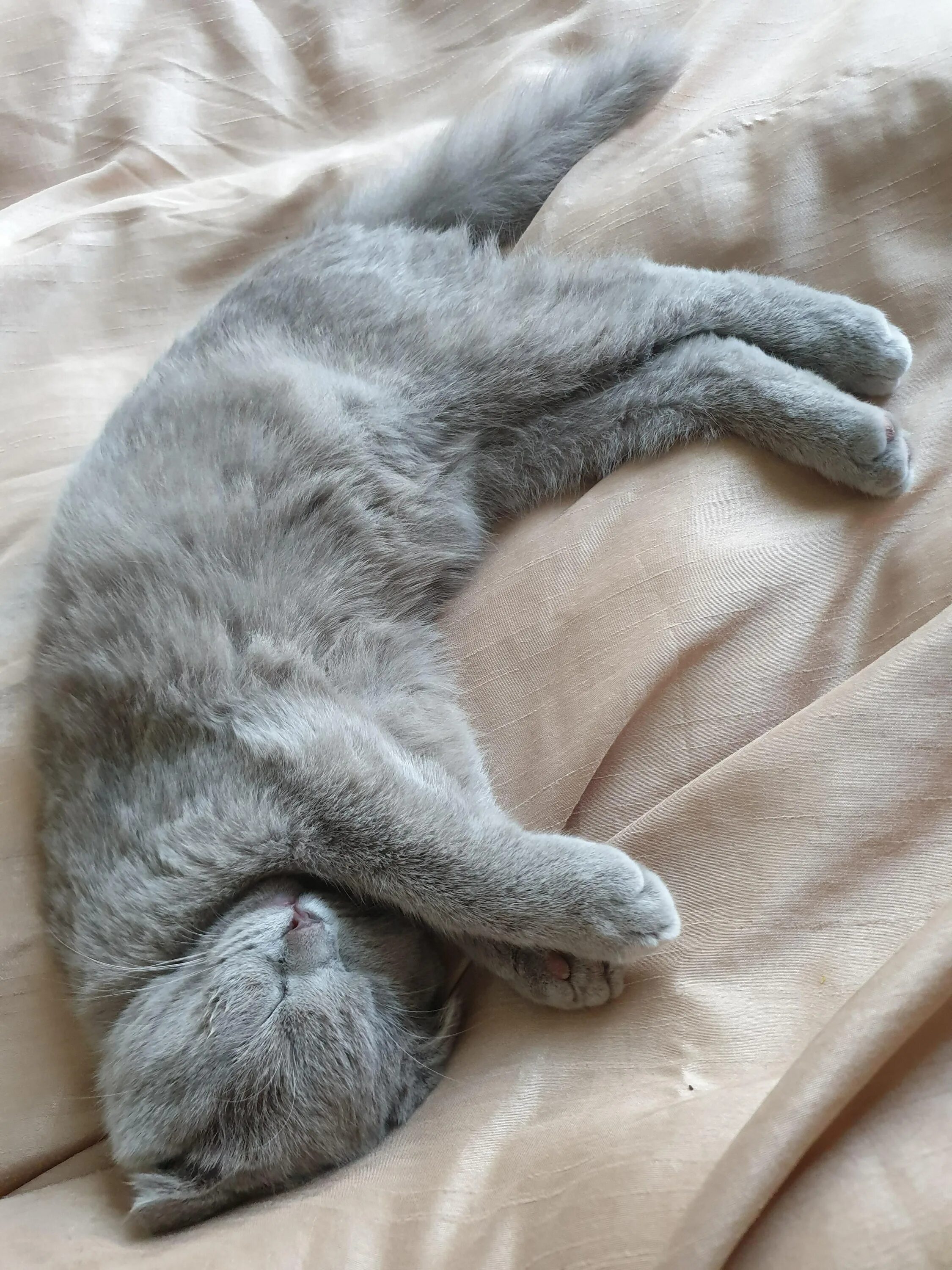 Спящий серый кот. Кот потягивается. серые спящие коты.