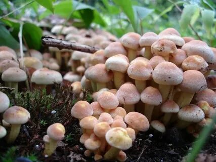 Грибы семейство