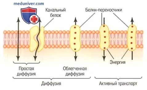 Диффузия мембраны клетки